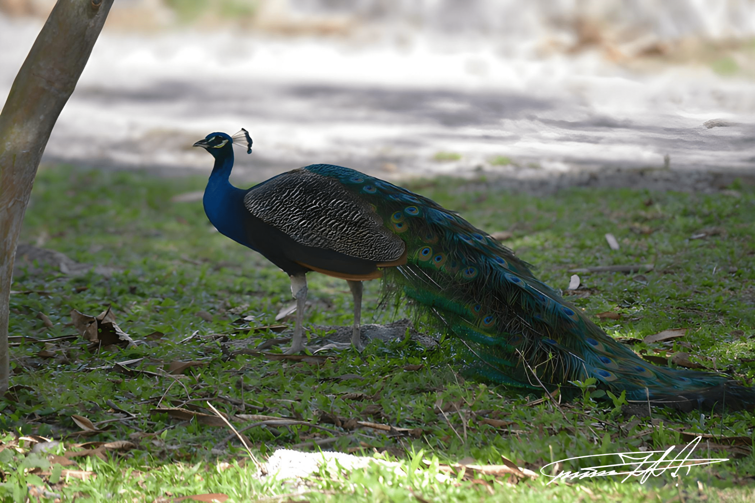 A sombra do descanso